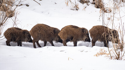 Four young wild boars walking along a path in the snow