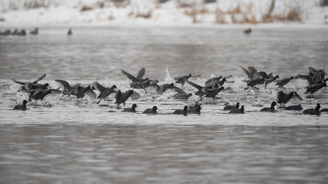 A flock of coots on the Narew River in Poland