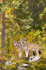 Obraz premium Two wolves standing alert in sunlit Scandinavian forest with mossy rocks and autumn foliage