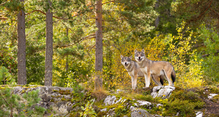 Two wolves standing alert on mossy rocks in sunlit Scandinavian forest © kjekol