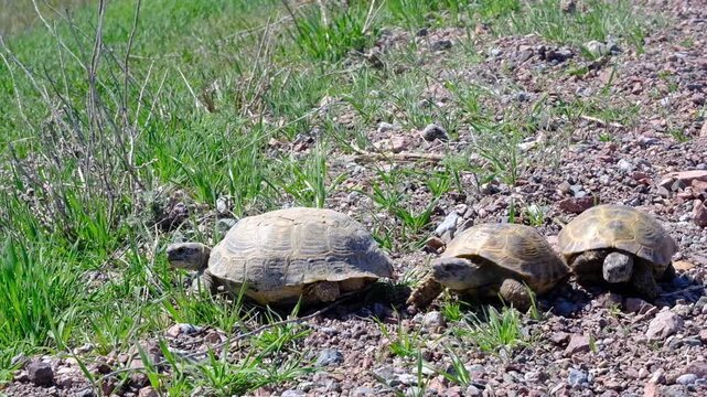 Mating games of Central Asian turtles, Testudo horsfieldii, in their natural habitat. A group of males chases a female in the spring steppe of Kazakhstan.