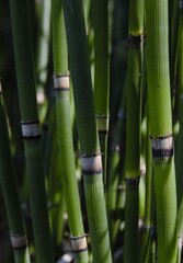 Obraz premium DETTAGLI E MOOD FIORI