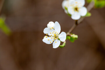 Fototapeta premium White spring blossoms in detail: Close-up of delicate blackthorn blossoms (Prunus spinosa) on the branch
