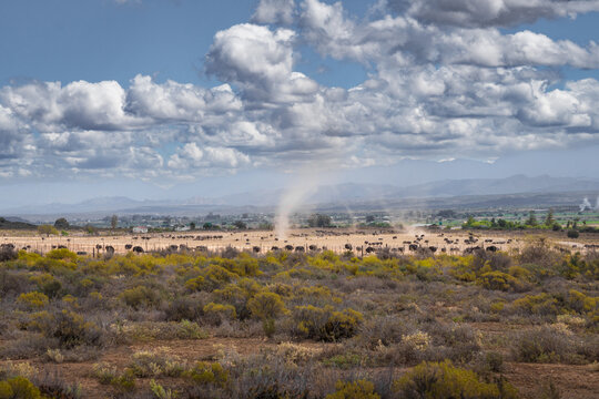 Ostriches grazing on a farm in Oudtshoorn with Swartberg Mountains in the background, Klein Karoo, South Africa