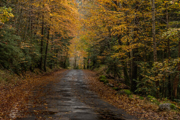 Fototapeta premium autumn road with beech, pine and oak trees in oranges and greens
