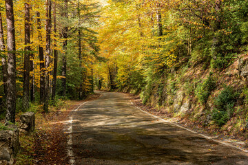 Obraz premium autumn road with beech, pine and oak trees in oranges and greens