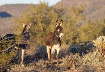 Naklejka premium Wild Burros in Winter in the Arizona Desert