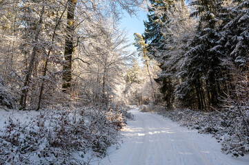 A forest path covered in snow on a cold winter day