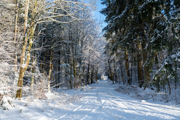 A forest path covered in snow on a cold winter day