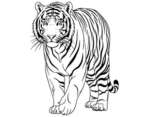 Obraz premium Graceful tiger walking in a natural, serene environment with striking black stripes.