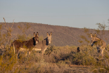 Naklejka premium Wild Burros in Winter in the Arizona Desert