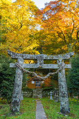 吉田大明神の紅葉