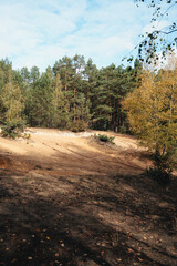 Fototapeta premium Sand dunes at the forest in Poland, Mazovia region, October, autumn vibe