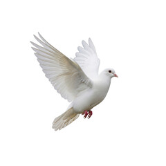 Fototapeta premium White dove flying isolated On Transparent Background
