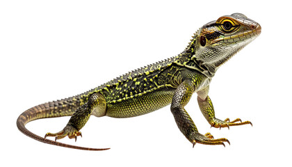 A hyper-detailed, full-body studio portrait of an exotic green and black spiky lizard. This reptile is standing alert, showcasing its intricate scales and sharp claws, on a transparent background.