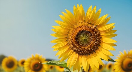 Fototapeta premium Vibrant Sunflower Field Under a Clear Blue Sky on a Sunny Day 1.