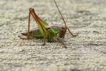 Closeup on a Roesel's bush cricket, Roeseliana roeselii, sitting on a piece of wood