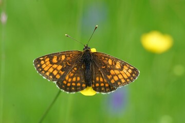 Naklejka premium Beautiful butterfly on flower in natural habitat against a vivid green backdrop