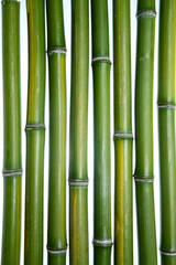 Fototapeta premium Green Bamboo Stalks Close-Up on White Background