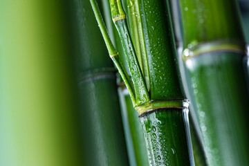 Fresh Bamboo Stalks with Water Droplets Close-Up © DoThi