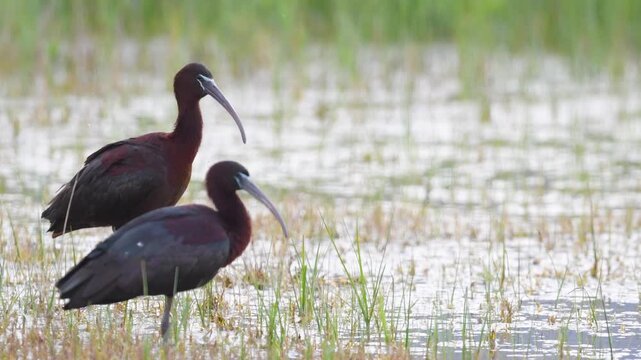 A pair of glossy ibises (Plegadis falcinellus) spending time together in shallow waters and meadows; the birds are preening their feathers with their beaks.