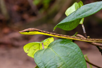 Oxybelis aeneus, commonly known as the Mexican vine snake or brown vine snake among green leaves. © Karlos Lomsky