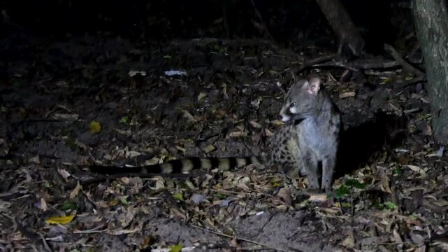 Close-up video of a Rusty-spotted Genet, Scarabaeus viettei, sitting on a leaf-covered sand at night.