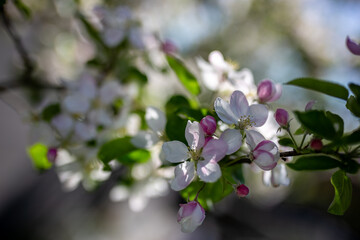 Fototapeta premium The image features crabapple blossoms, the flowers of the Malus genus, captured in early spring in the UK. The buds appear deep rose-pink as they begin to open, gradually unfolding