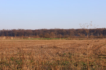 Obraz premium ​A golden stubble field stretches beneath a clear blue sky, creating an atmosphere of peace and completion of the agricultural cycle.