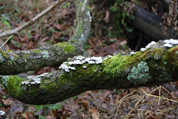 Fototapeta premium Old branch covered with bright green moss and small white wood fungi lies on the ground in a damp forest. Detailed texture of bark and diversity of lichens against a background of fallen brown leaves 