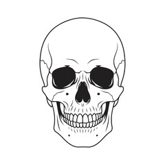 Obraz premium Minimalist human skull line art front view — anatomy horror gothic icon vector 