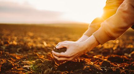 A person is working in rich soil during sunset. Their hands are pressed into the ground as they prepare for planting seeds in the field. The warm light adds a golden hue to the scene. © maxbelchenko