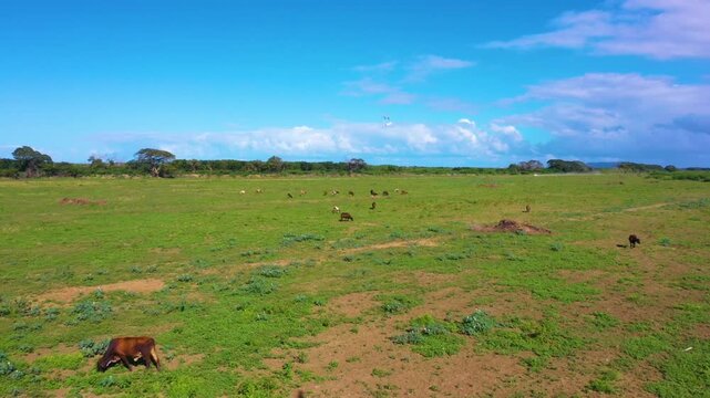 Campo abierto con ganado y aves en movimiento