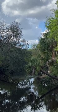 Tropical Forest Greenery, Palm Trees and Nature Landscape