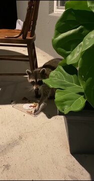 Curious Raccoon on Lawn, Wild Animal Outdoors in Suburban Yard