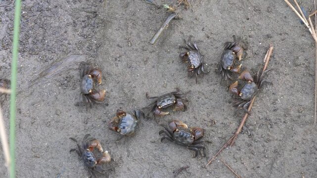 Close-up video of a group of Natal river crab Potamonautes sidneyi on a brown sand next to a river.