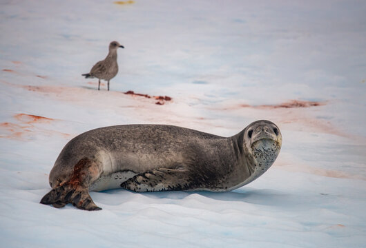 Leopard Seal with recent meal