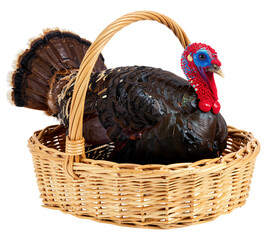 Colorful Turkey in Woven Basket Display
