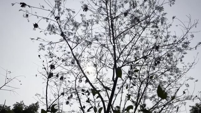 Bright rays of the sun make their way through the folio and branches of trees.