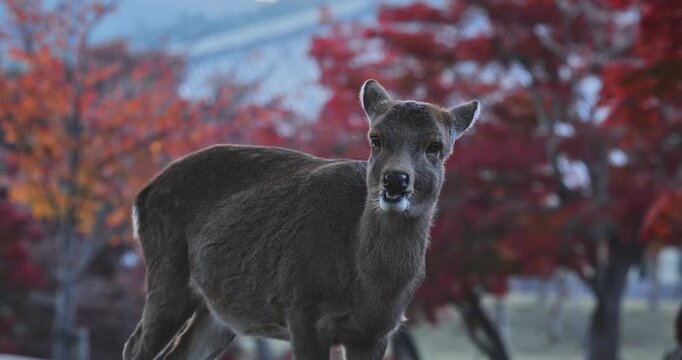 Beautiful deer chewing while standing in autumn park - medium shot