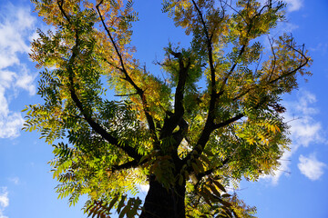 Obraz premium Autumn Tree Canopy Against Blue Sky