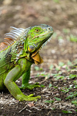 Obraz premium Nahaufnahme eines prächtigen Grünen Leguans (Iguana iguana) in der Natur