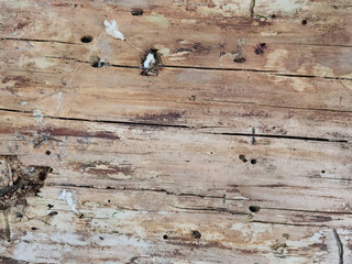 Naklejka premium Rough and weathered tree with lines background, texture