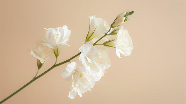 Graceful white matthiola amidst soft beige