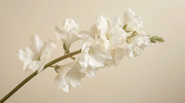 Sophisticated White Matthiola Blossom on Neutral Background