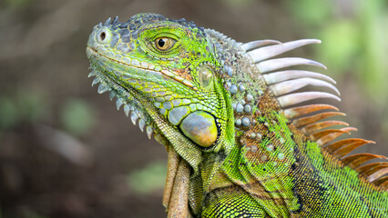 Obraz premium Nahaufnahme Porträt eines Grünen Leguans mit Fokus auf das Auge