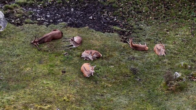 Red deer stag and his harem sleeping during the day
