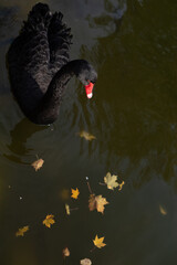 black swan on the water