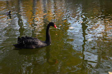 black swan on the lake