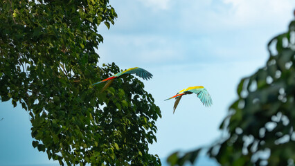 Zwei Hellrote Aras (Ara macao) im Paarflug über dem tropischen Regenwald © TobiasOehy